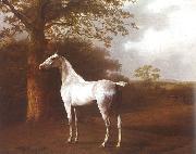 Jacques-Laurent Agasse White Horse in Pasture oil painting on canvas